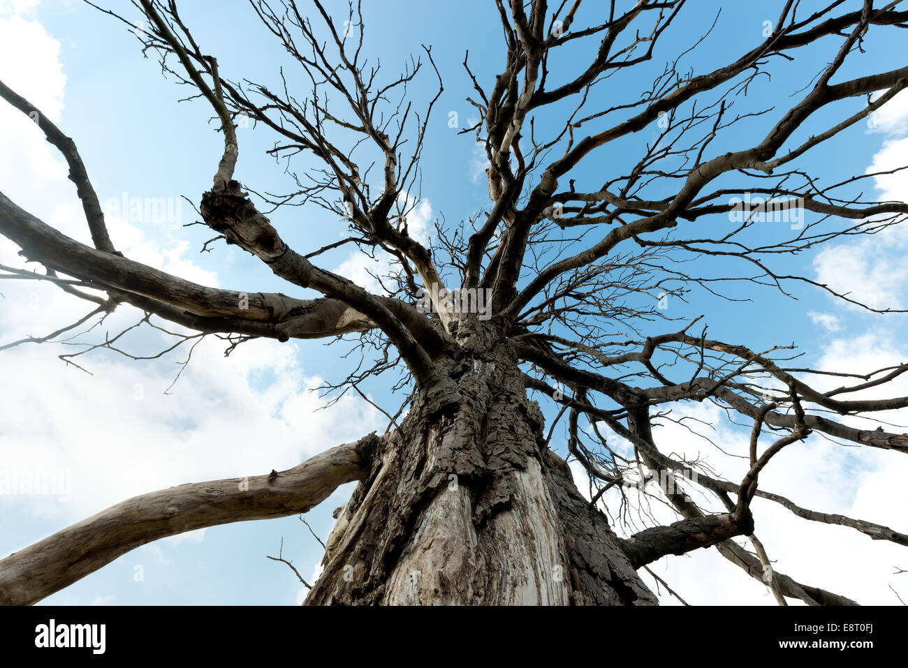 Mature horse chestnut that has died and is still standing in open fields against backdrop of blue sky in summer Stock Photo