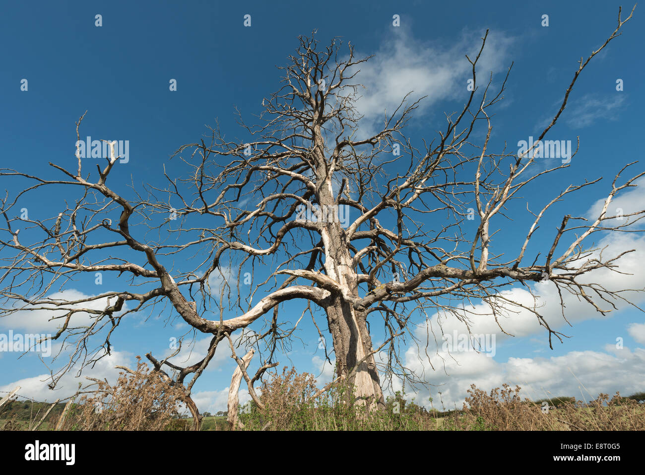 Mature horse chestnut that has died and is still standing in open fields against backdrop of north downs and blue sky Stock Photo