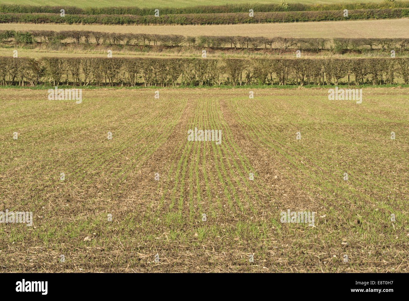 Arable farming on north downs hillside fertile chalky soil freshly sown