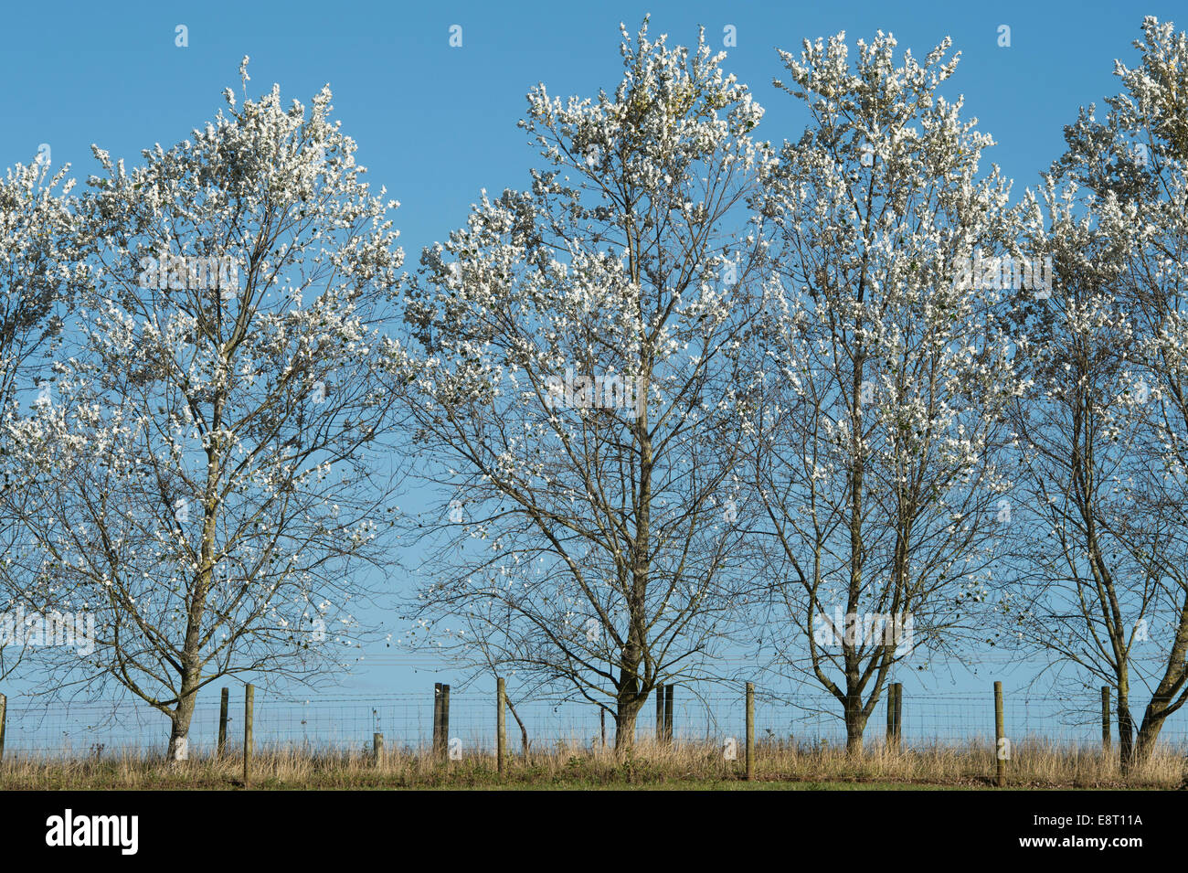 Populus alba. Silver poplar trees against blue sky Stock Photo