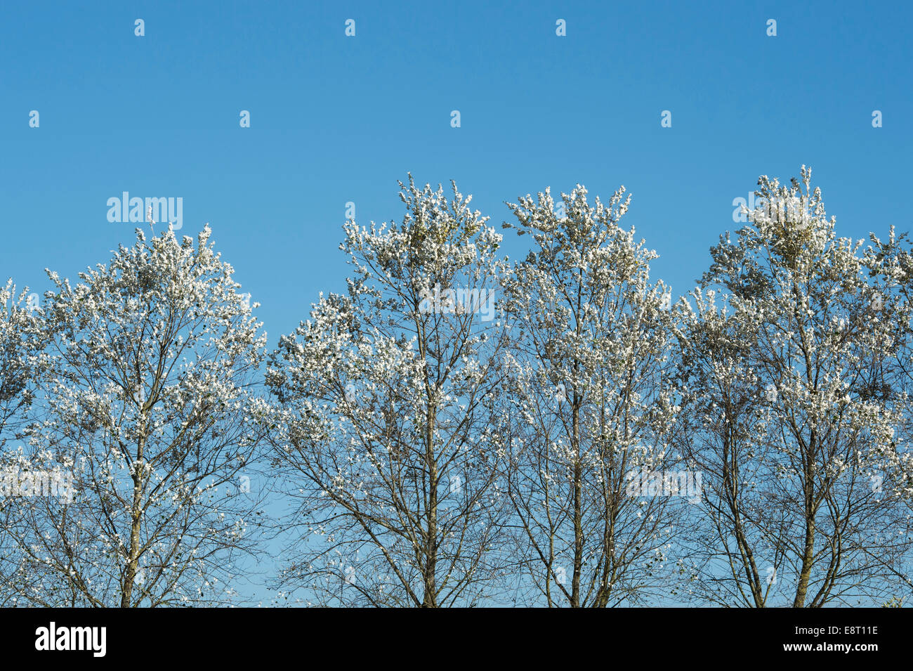 Populus alba. Silver poplar trees against blue sky Stock Photo