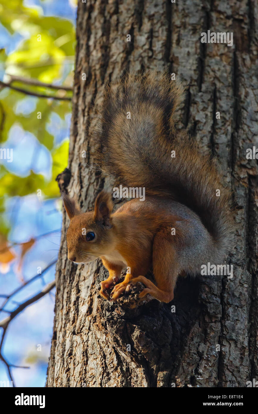 Squirrel gnawing nuts sitting on a tree Stock Photo - Alamy