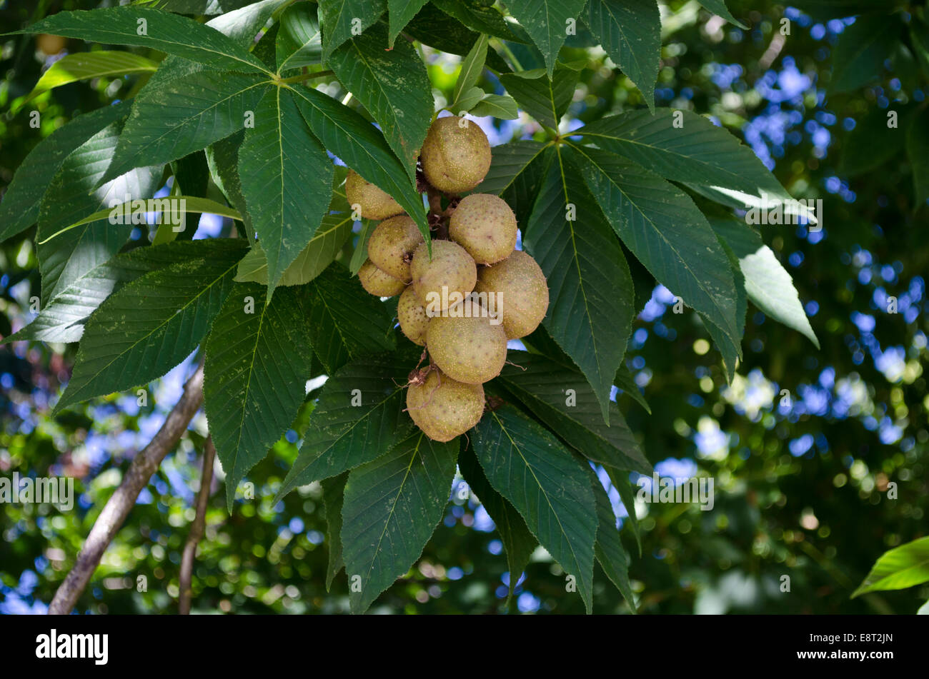 ohio-buckeye-aesculus-glabra-with-fruit-growing-on-its-tree-branches-E8T2JN.jpg