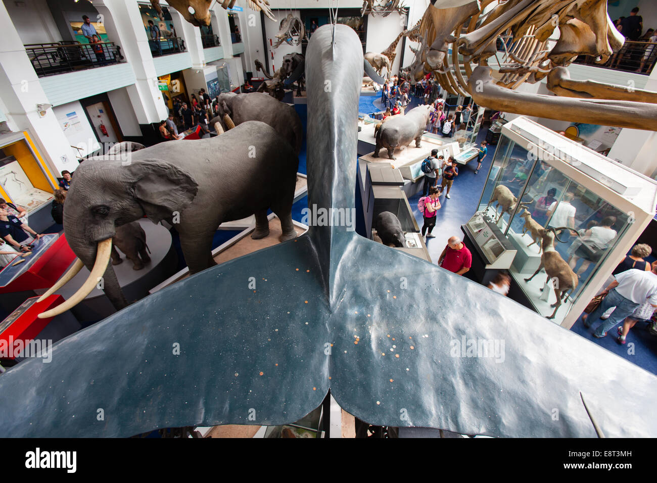 Hall of mammals, Natural History Museum,London,england, United Kingdom. Stock Photo