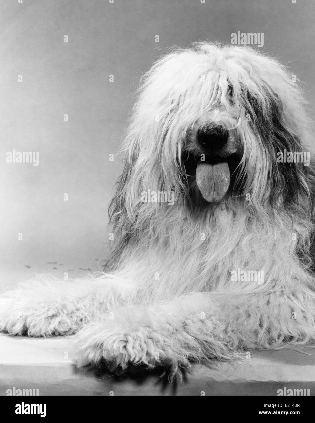 1960s PORTRAIT OF OLD ENGLISH SHEEPDOG LYING DOWN LOOKING AT CAMERA WITH HAIR IN EYES & TONGUE HANGING OUT Stock Photo