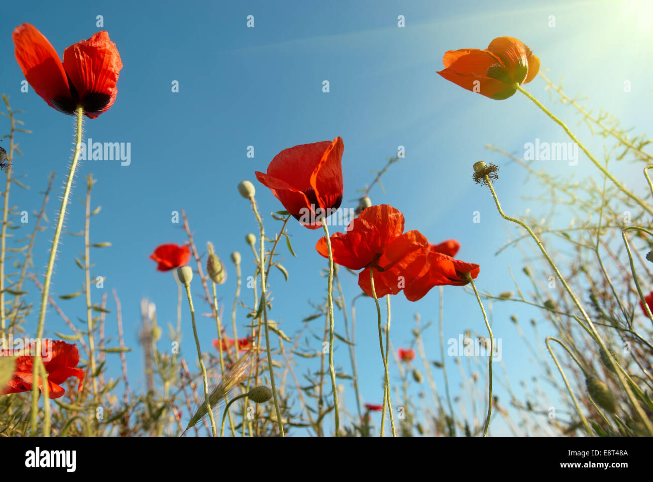 Beautiful red poppies on the blue sunny sky background Stock Photo - Alamy