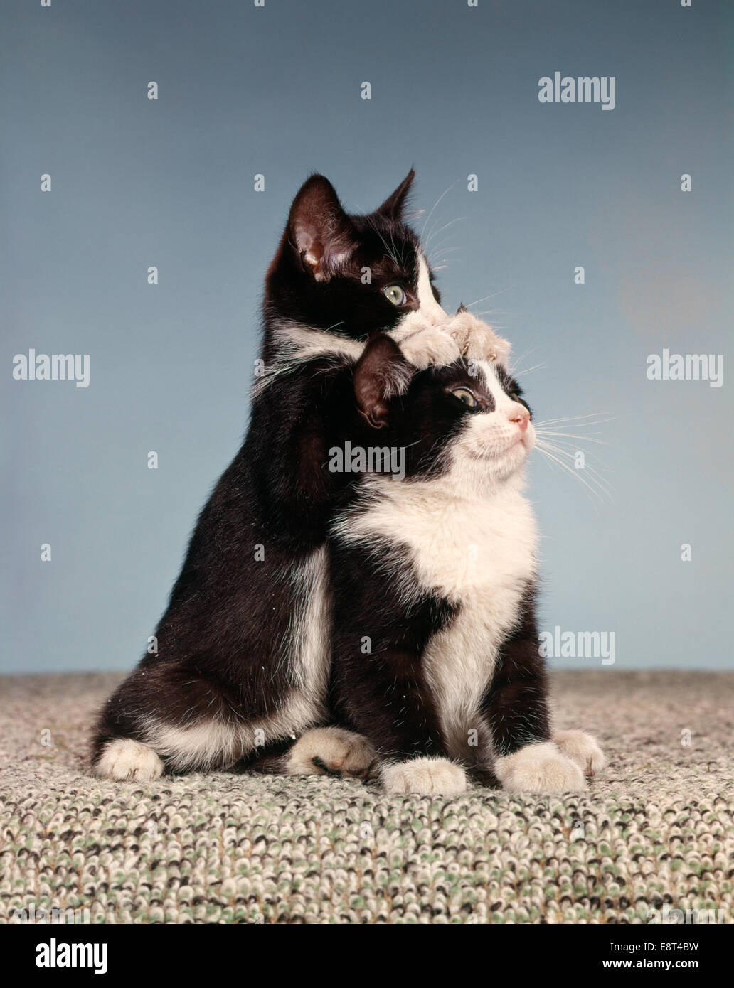 1960s TWO BLACK AND WHITE TUXEDO CAT KITTENS IN FUNNY POSE Stock Photo