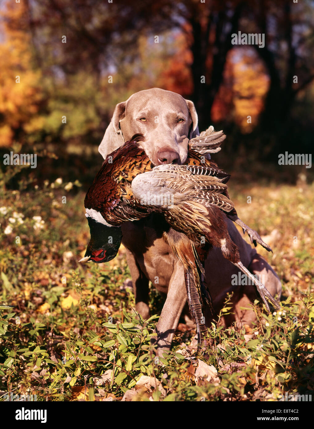 Weimaraner pheasant hunting sales