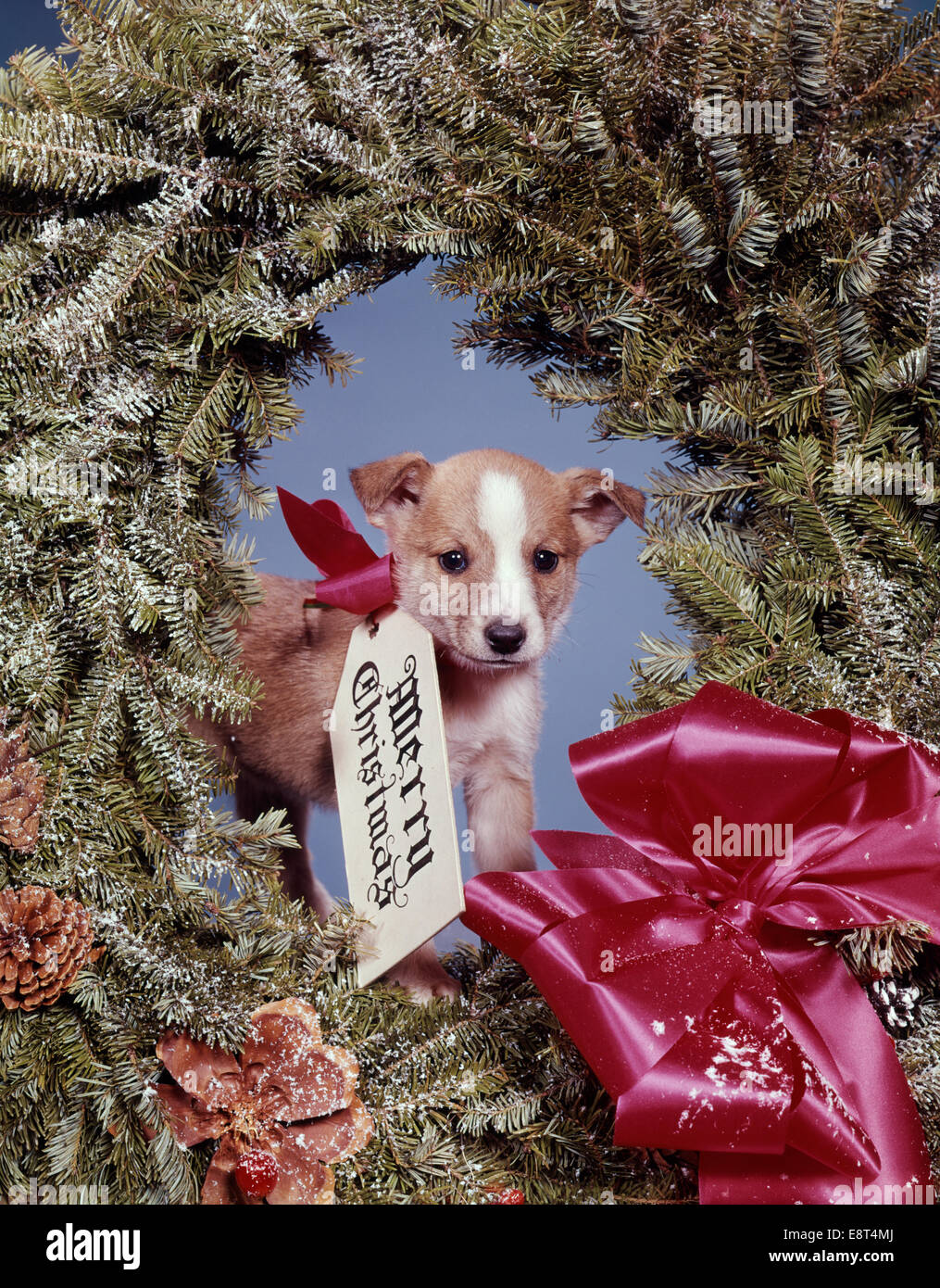 Puppy For Christmas Stock Photo - Download Image Now - Dog, Gift