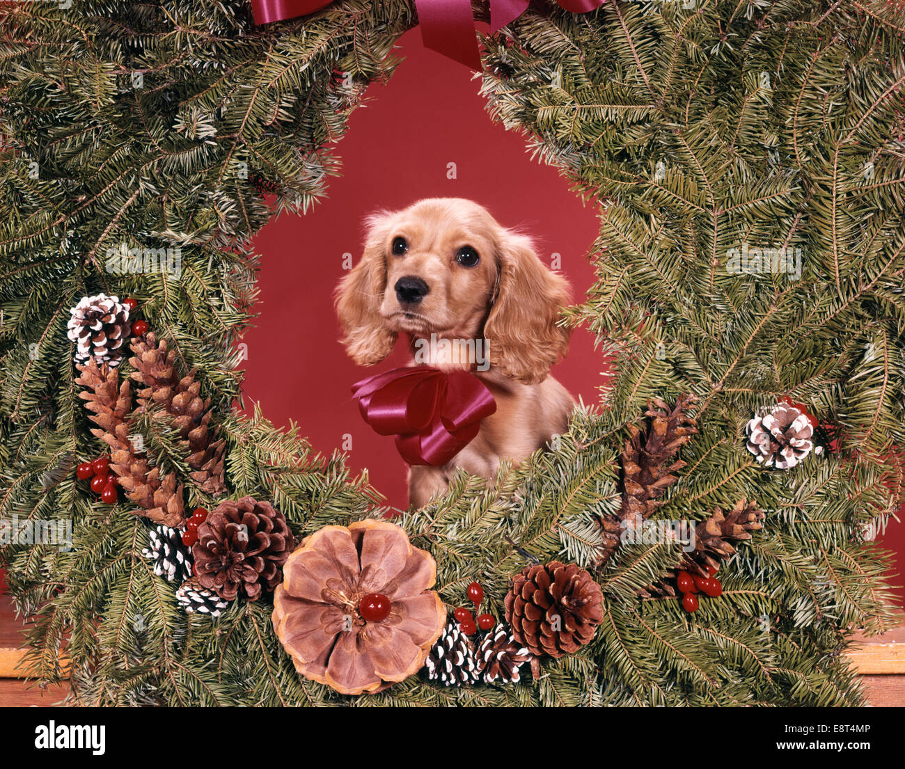 1960s COCKER SPANIEL PUPPY INSIDE CHRISTMAS WREATH LOOKING AT CAMERA Stock Photo