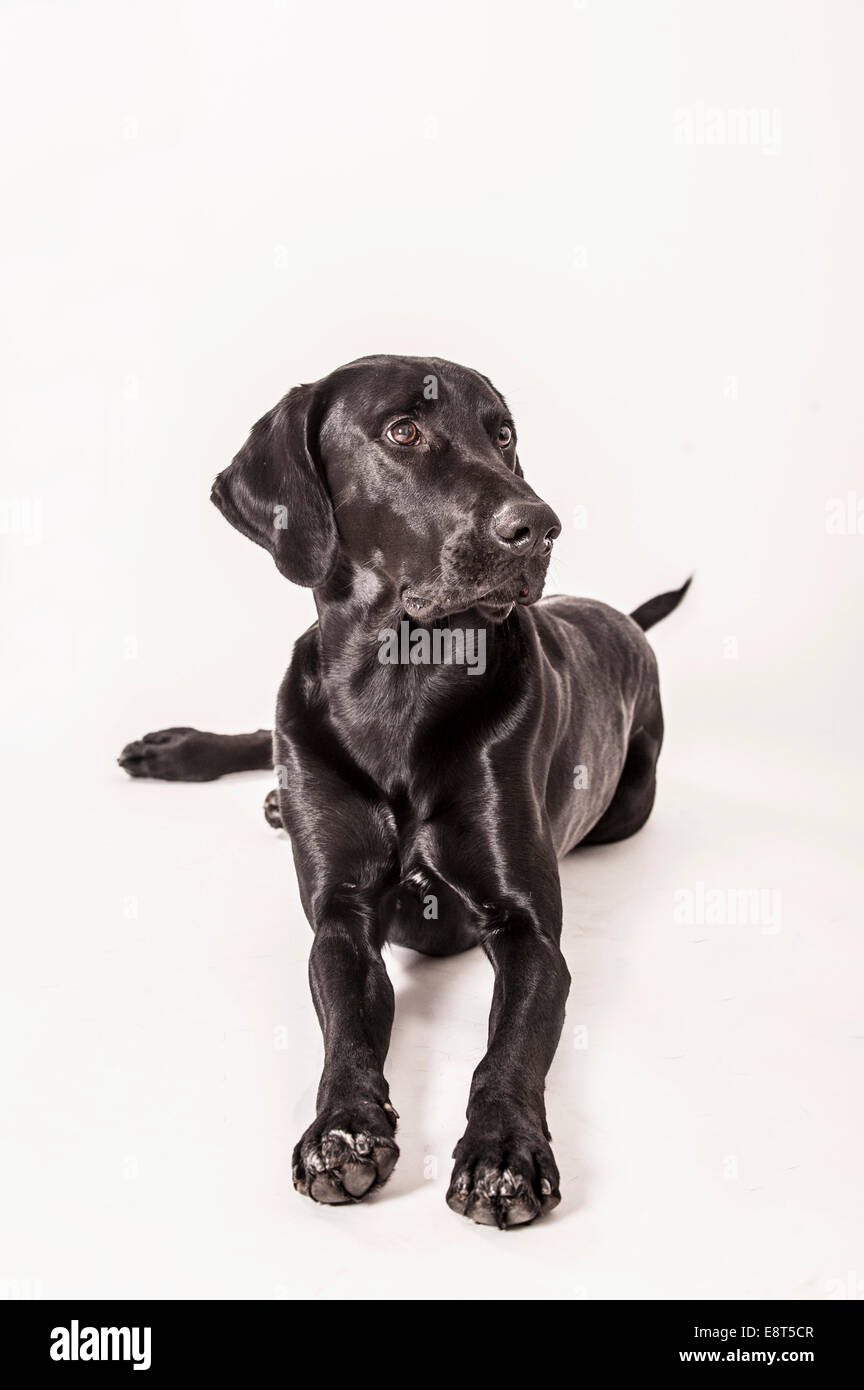 Lying big black mongrel Stock Photo