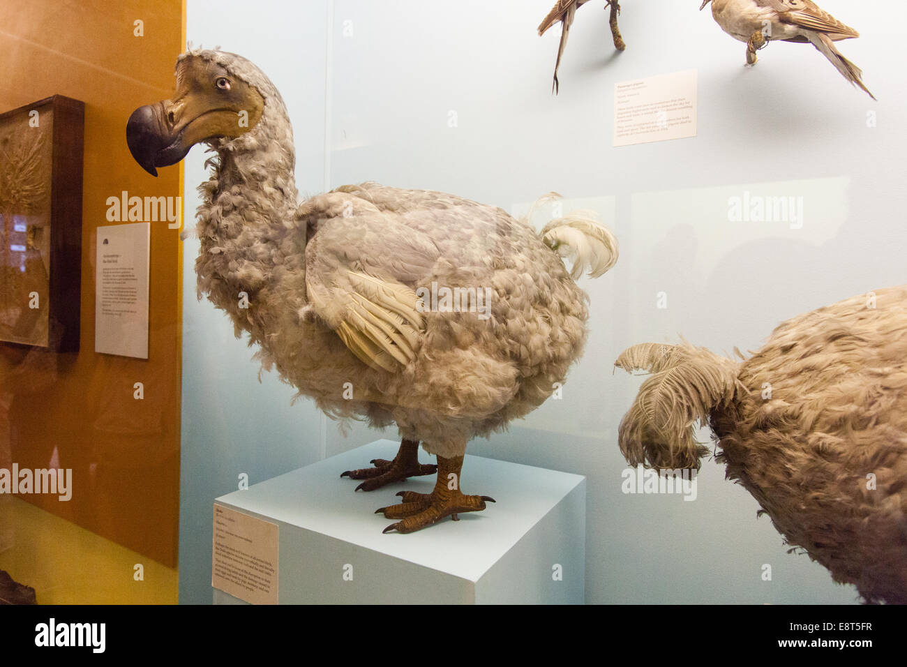 stuffed dodo bird