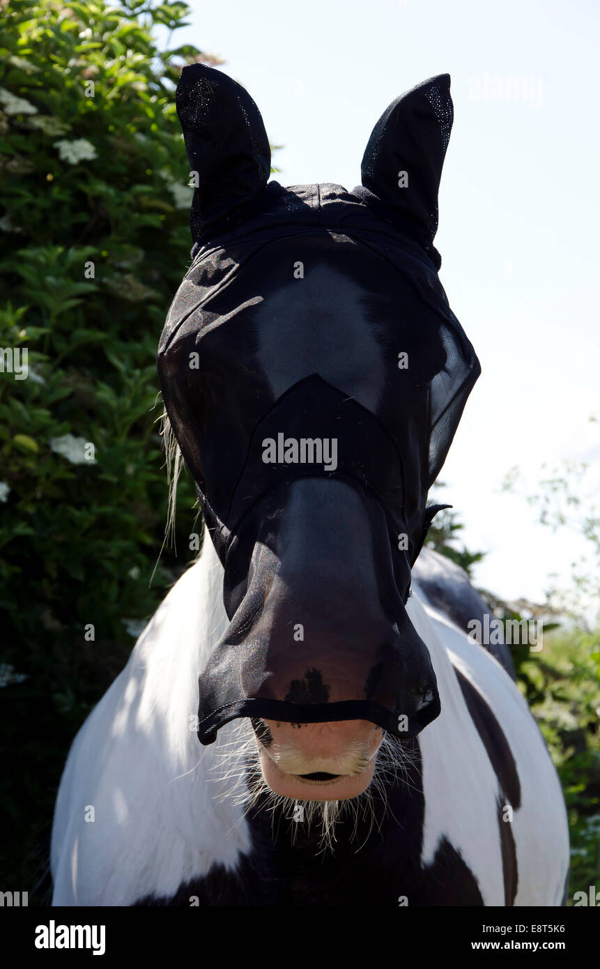 Horse wearing unusual hood to protect it from flies on the island of
