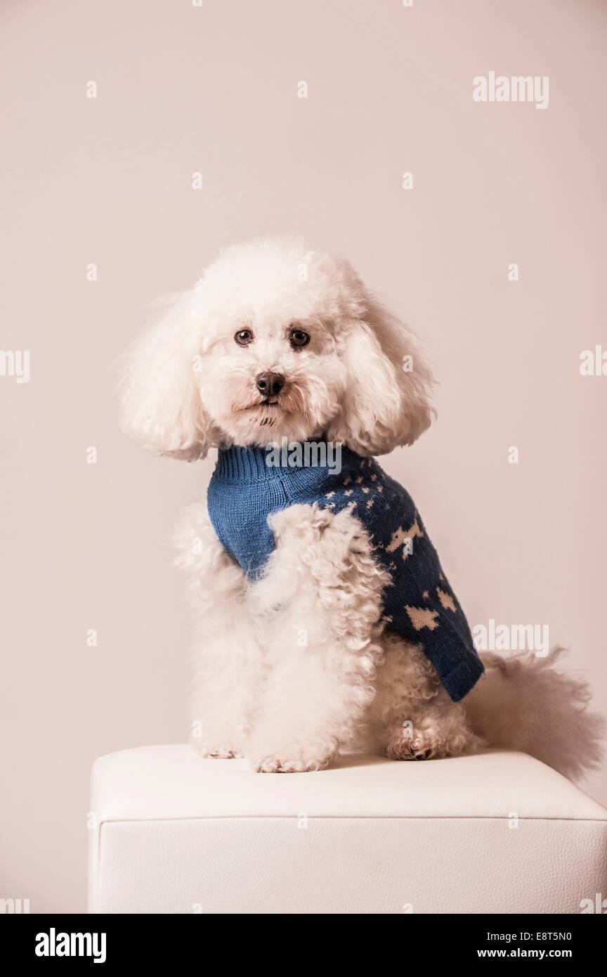 toy poodle sweaters