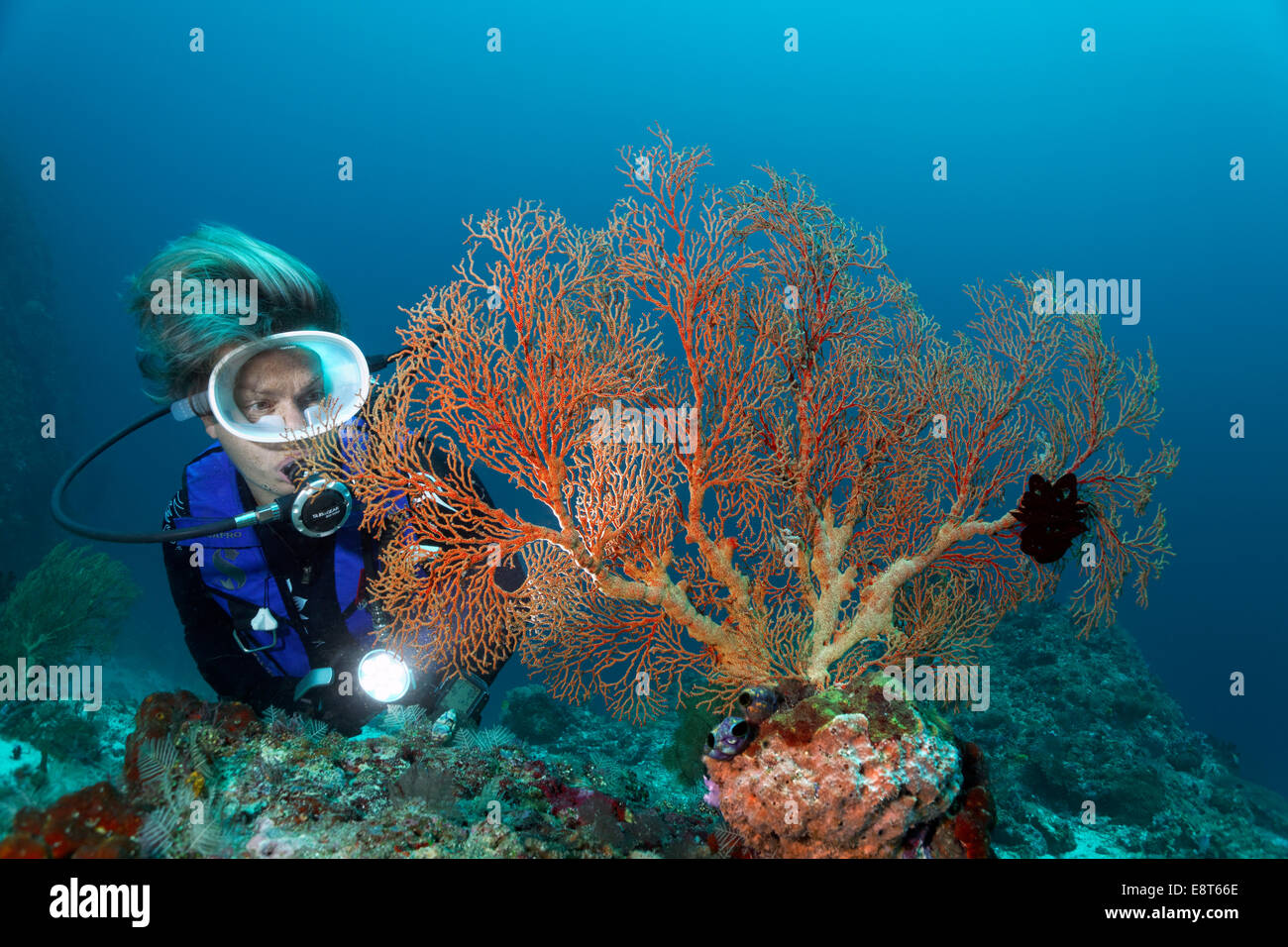 Female scuba diver looking at Gorgonian or Fan Coral, Soft Coral (Melithaea sp.), UNESCO World Heritage Site, Great Barrier Reef Stock Photo