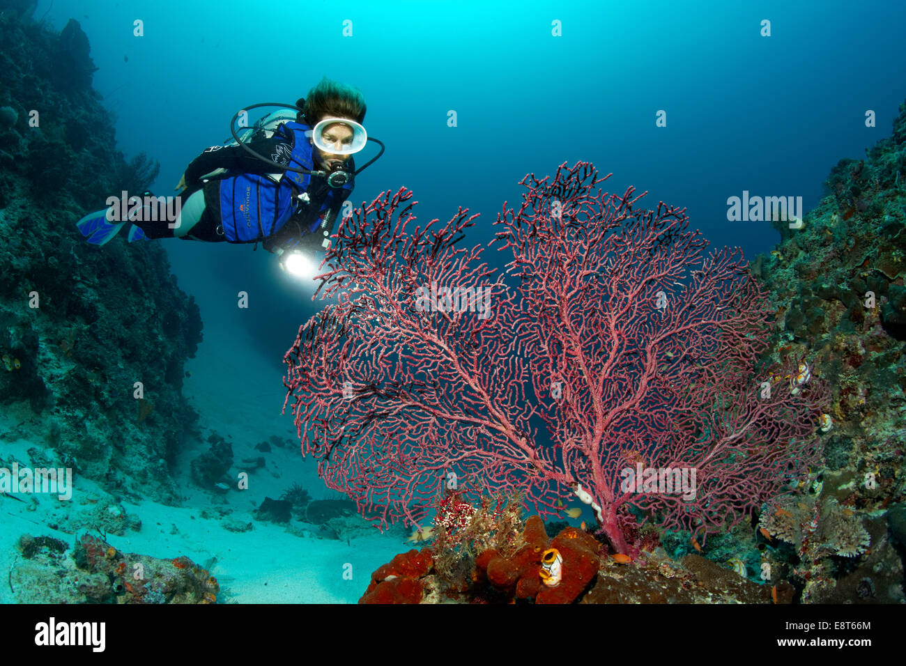 Female scuba diver looking at a Gorgonian, Fan Coral, Soft Coral, UNESCO World Heritage Site, Great Barrier Reef, Australia Stock Photo