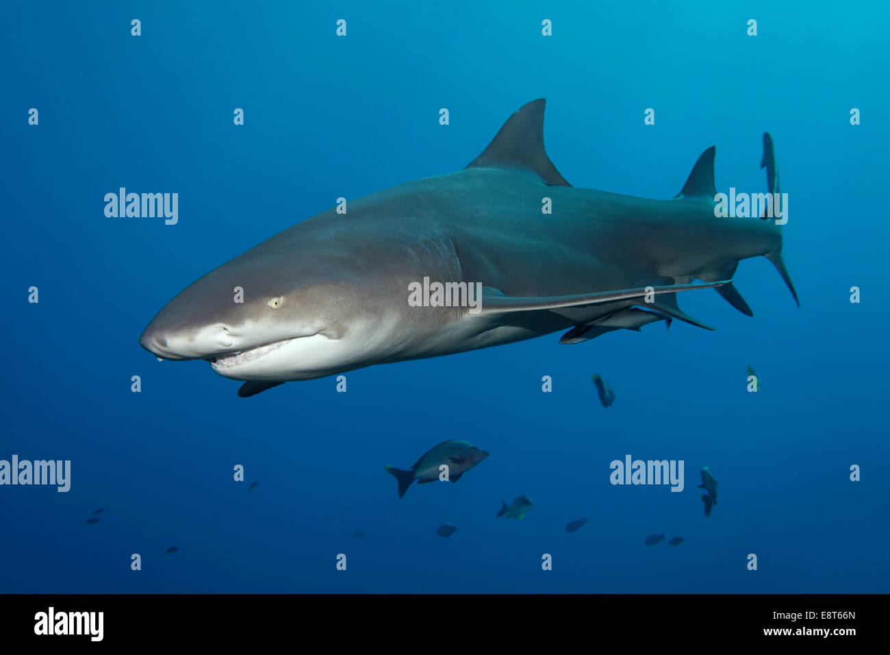 Lemon shark hires stock photography and images Alamy
