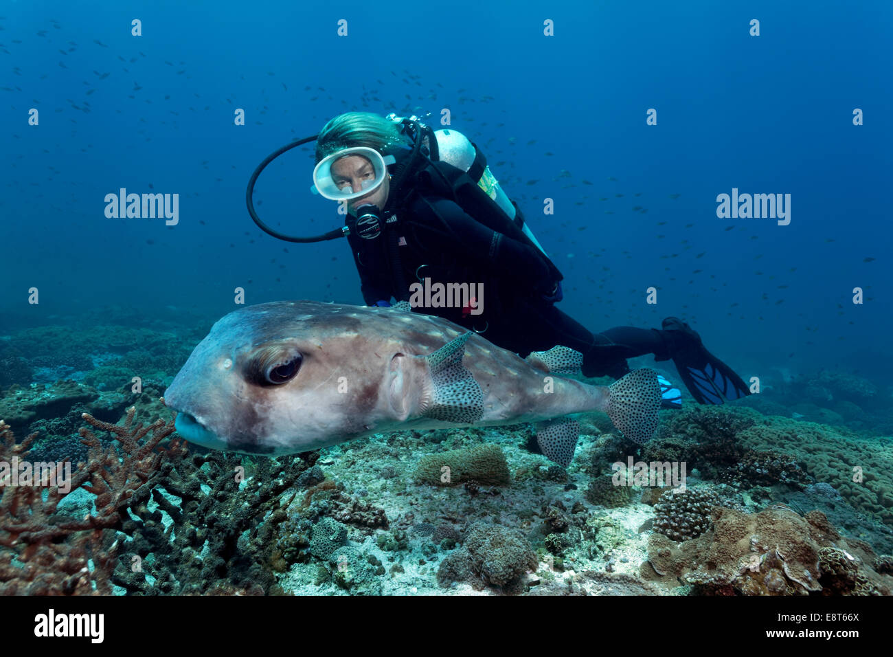 Female scuba diver looking at a Spotfin Burrfish or Pacific Burrfish (Chilomycterus affinis) above a coral reef Stock Photo