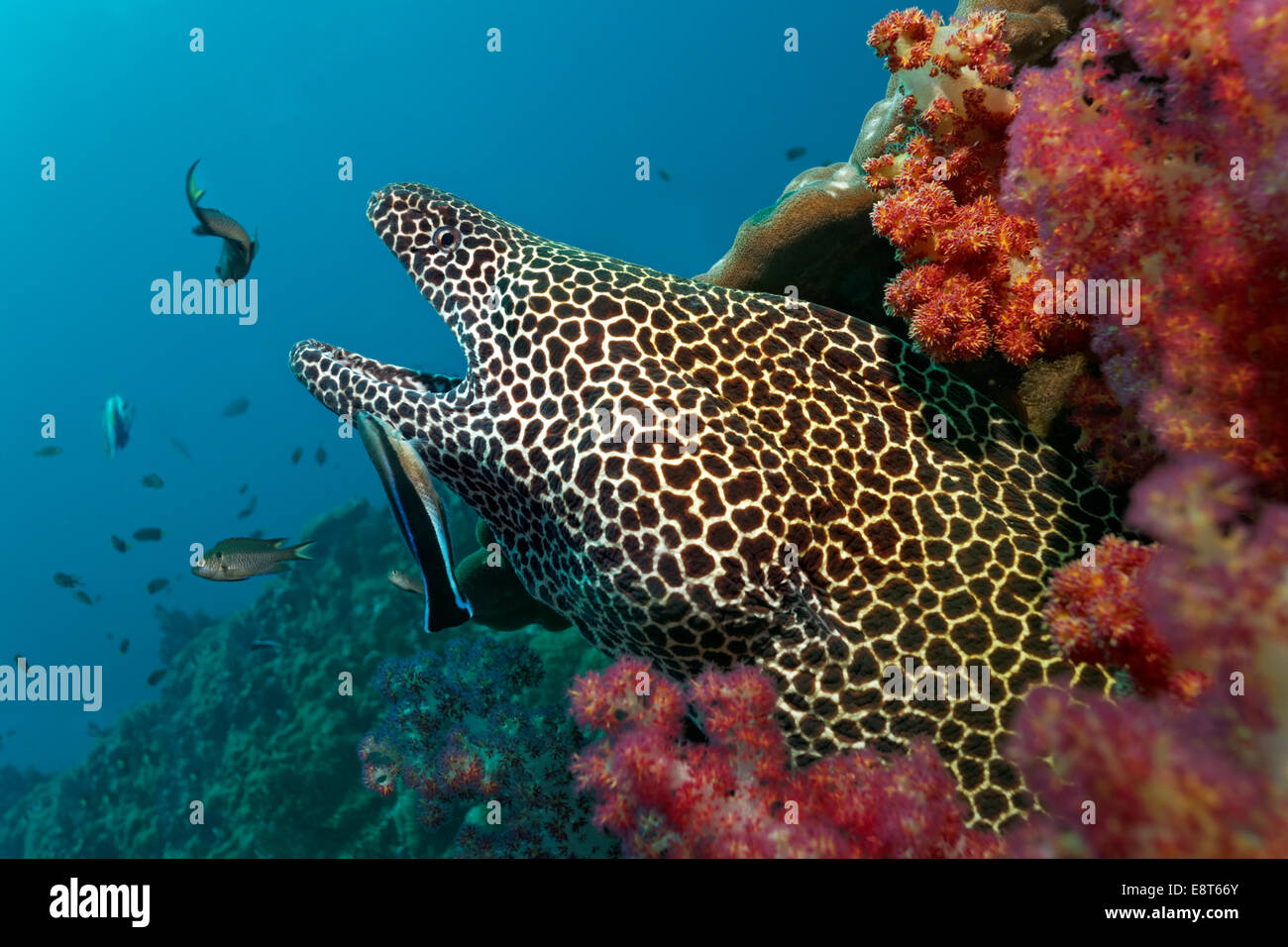 Honeycomb Moray (Gymnothorax favagineus), with open jaws, in a hole in the coral reef, soft corals, is cleaned by a Bluestreak Stock Photo