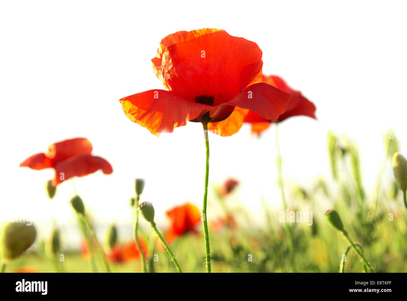 Beautiful red poppies isolated on white background Stock Photo - Alamy