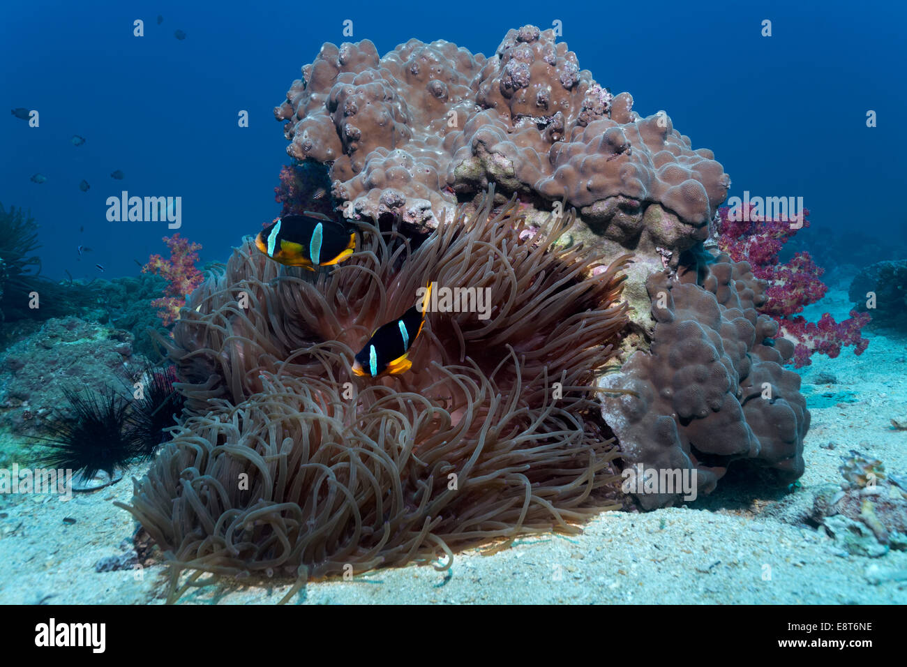 Coral block with Stone Corals. Sebae Anemone (Heteractis crispa), Clark's Anemonefish (Amphiprion clarkii) Stock Photo