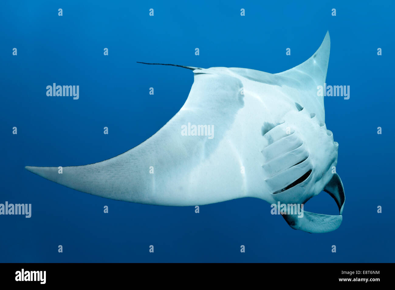 Reef manta ray (Manta alfredi), Cocos Island, Costa Rica, Pacific Stock Photo