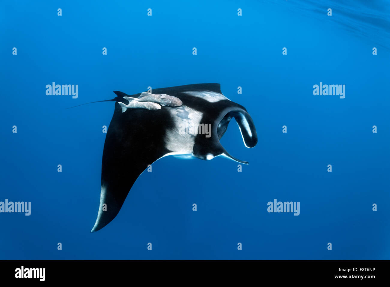 Reef manta ray (Manta alfredi), Cocos Island, Costa Rica, Pacific Stock Photo