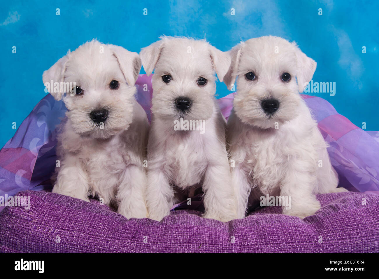 Three white Miniature Schnauzer puppies Stock Photo