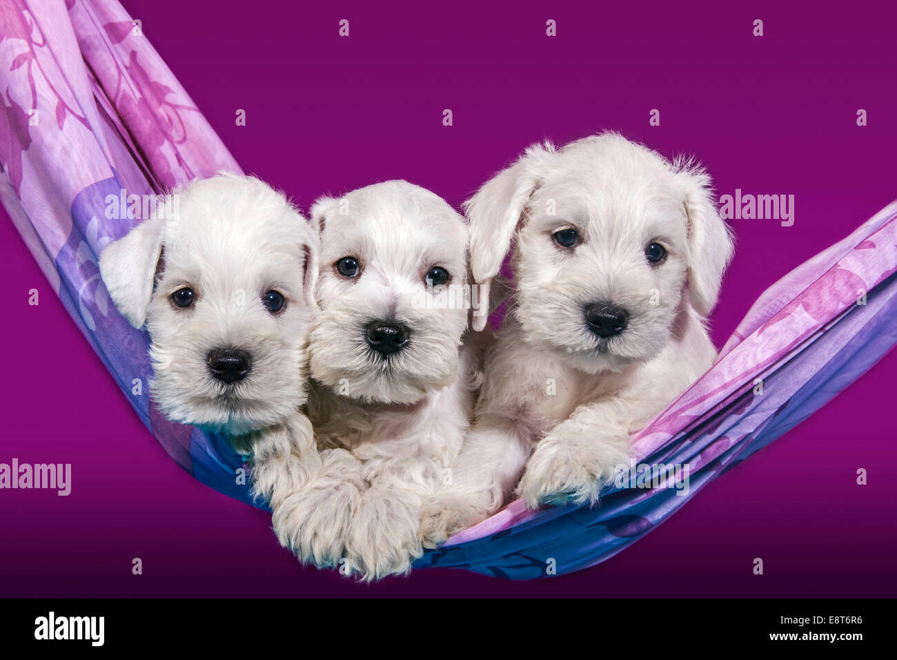 Schnauzer maltese hot sale puppies