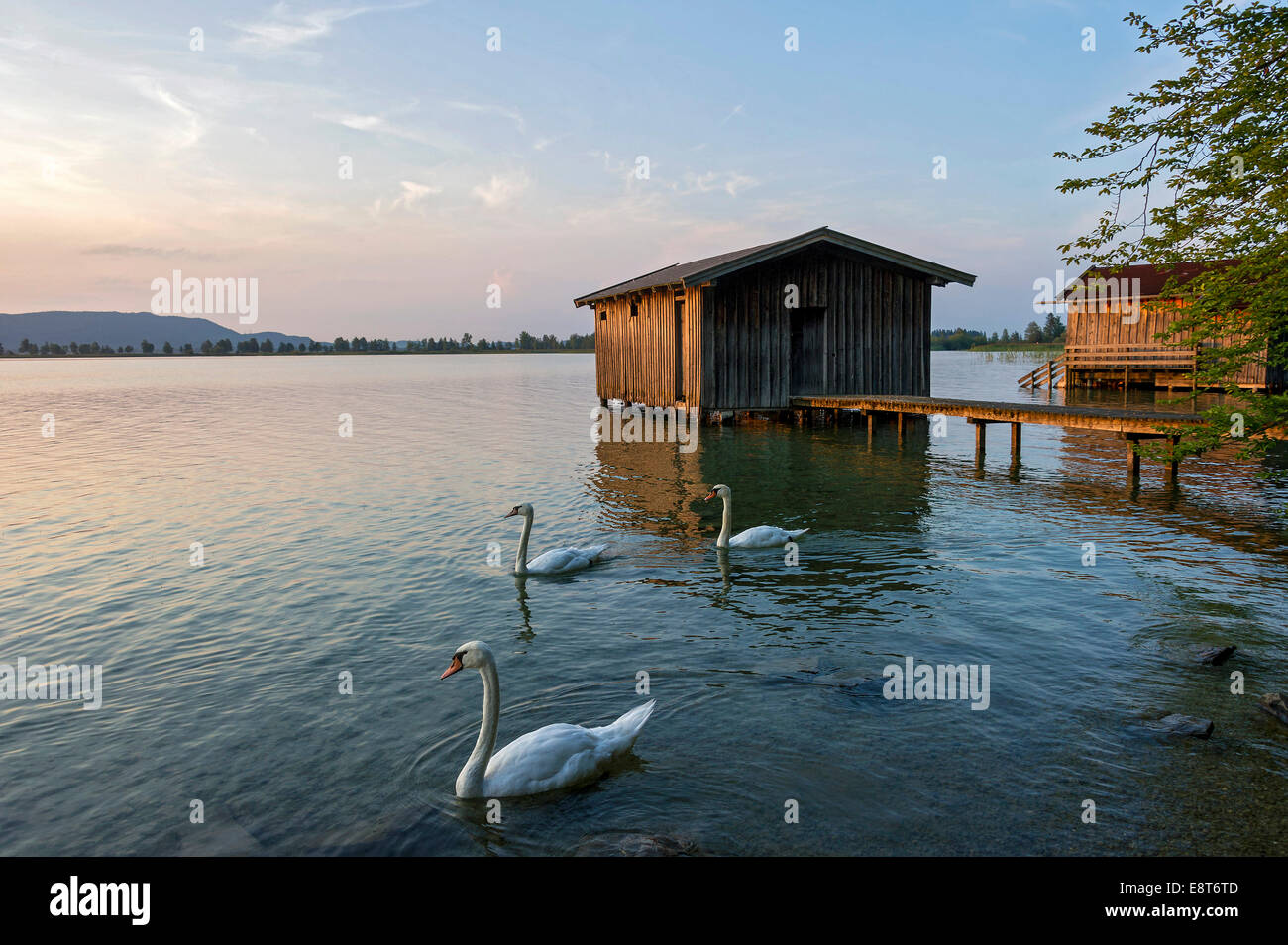 Mute Swans (Cygnus olor), boathouses on Lake Kochel in the evening light, near Kochel am See, Upper Bavaria, Bavaria, Germany Stock Photo