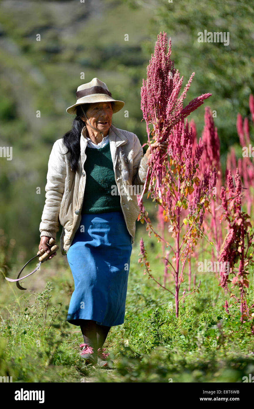 Elderly female farmer harvesting Quinoa plants (Chenopodium quinoa