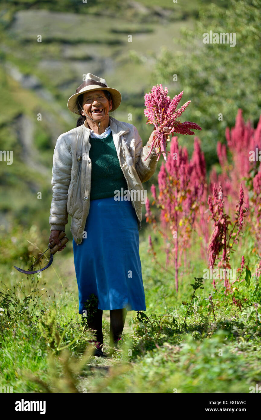 Elderly female farmer harvesting Quinoa plants (Chenopodium quinoa