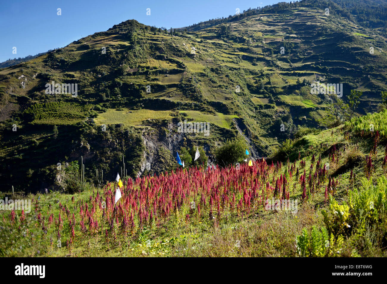 Quinoa field (Chenopodium quinoa) in the Peruvian Andes, Quivilla, Huanuco Province, Peru Stock Photo
