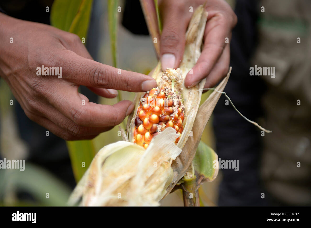 Corn cob with pest infestation, Chuquis, Huanuco Province, Peru Stock Photo
