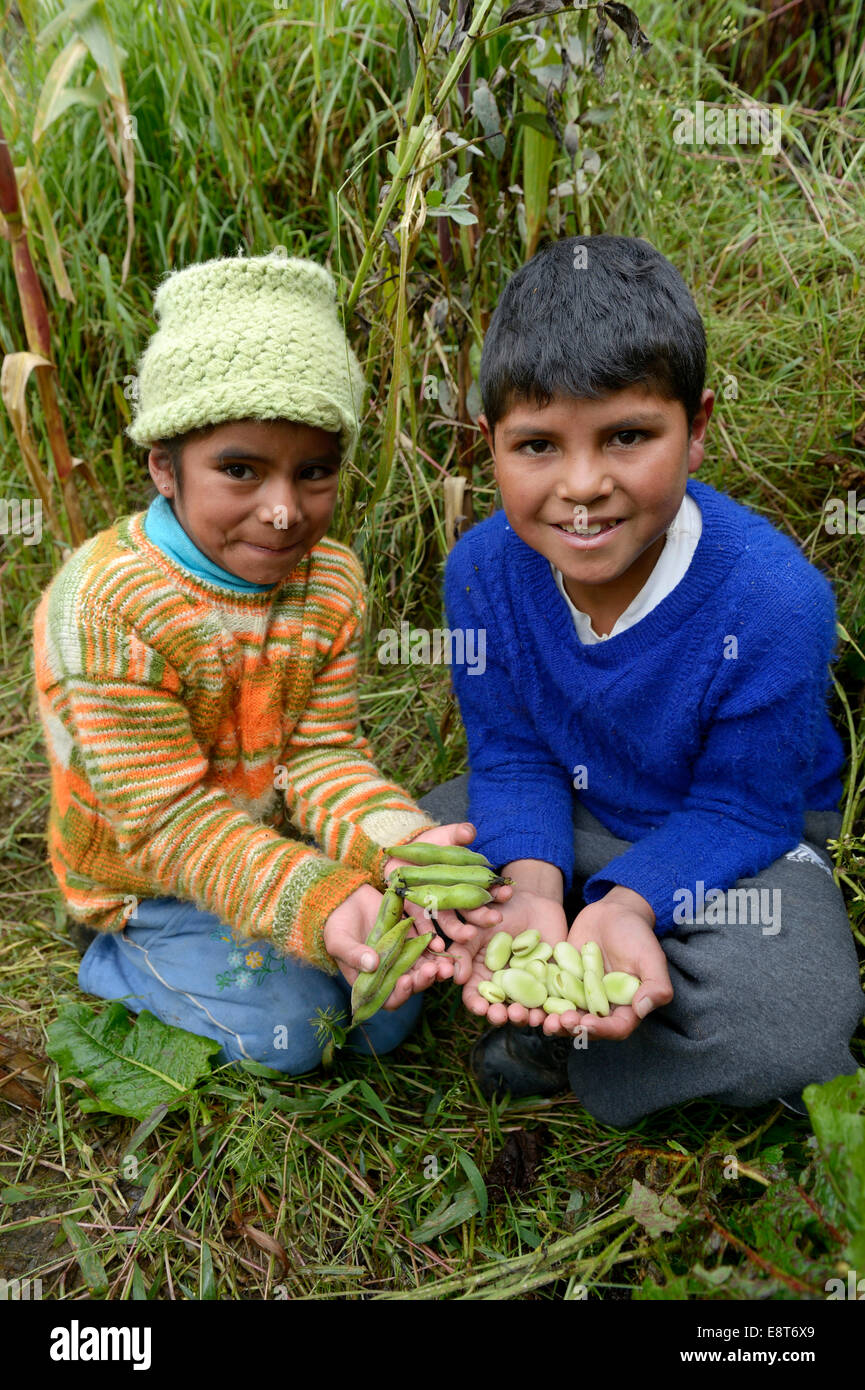Children with harvested broad beans or Haba (Vicia faba), Chuquis, Huanuco Province, Peru Stock Photo