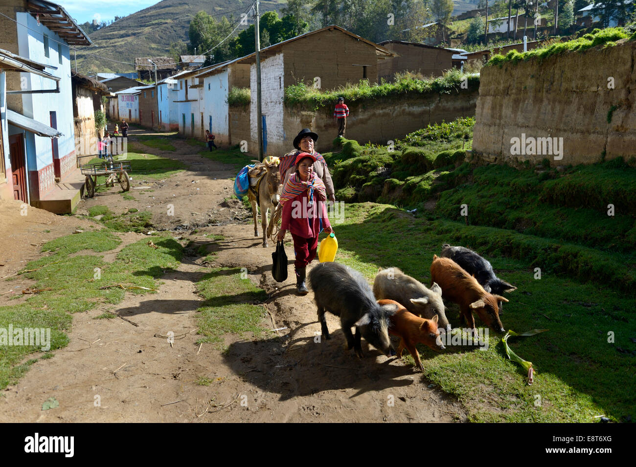 Two women driving pigs along a street of a small town, Chuquis, Huanuco Province, Peru Stock Photo