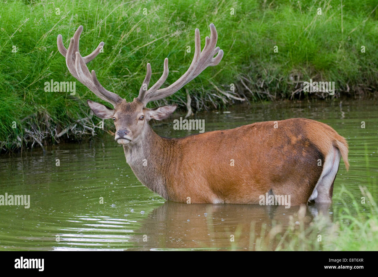 Red Deer (Cervus elaphus), stag with antlers in velvet cooling off in the water, captive, Bavaria, Germany Stock Photo