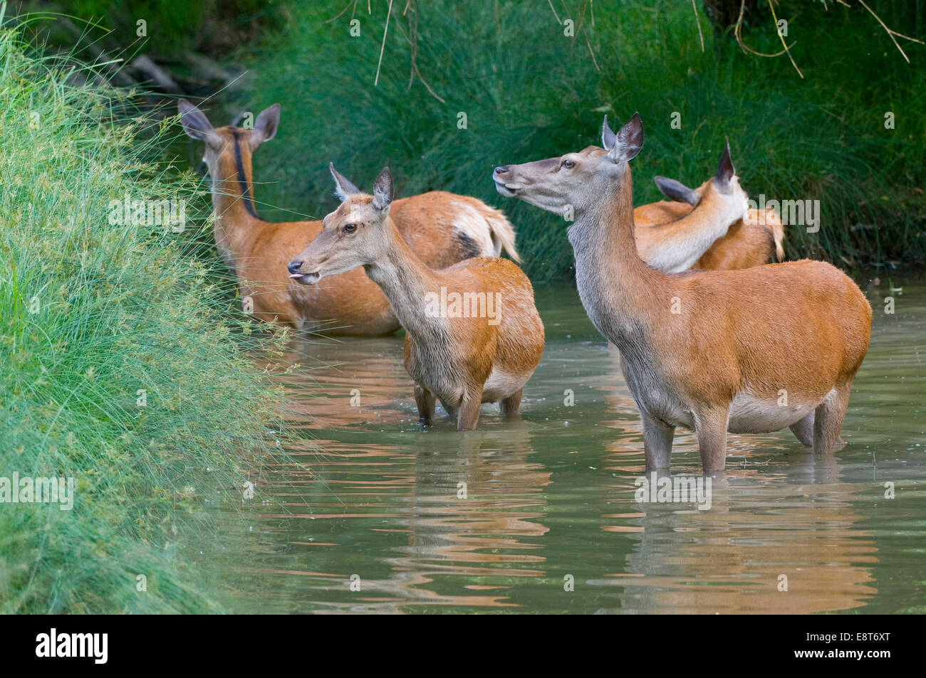 Red Deer (Cervus elaphus), hinds cooling off in the water, captive, Bavaria, Germany Stock Photo