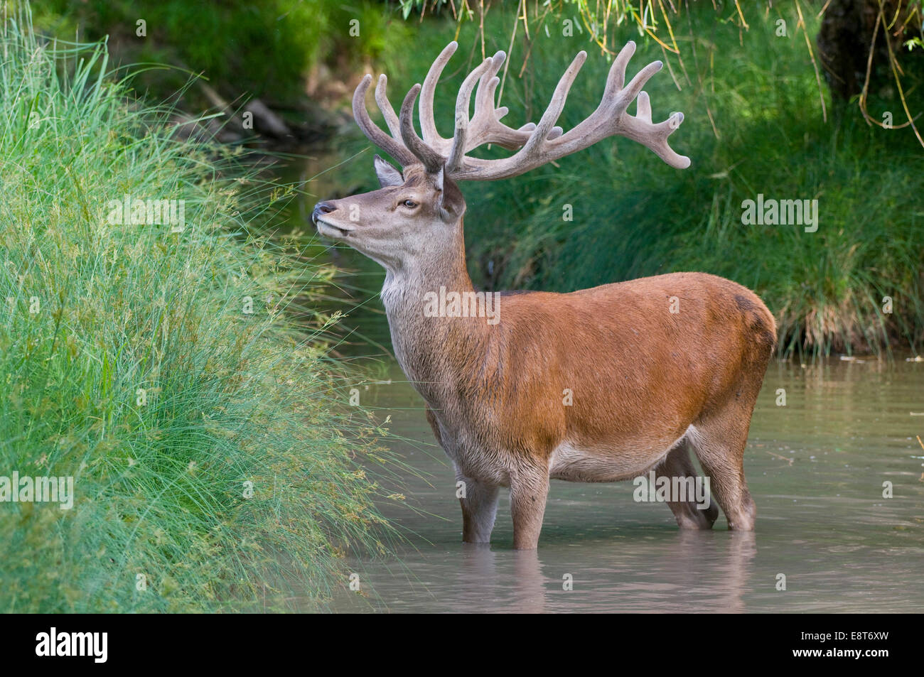 Red Deer (Cervus elaphus), stag with antlers in velvet cooling off in the water, captive, Bavaria, Germany Stock Photo