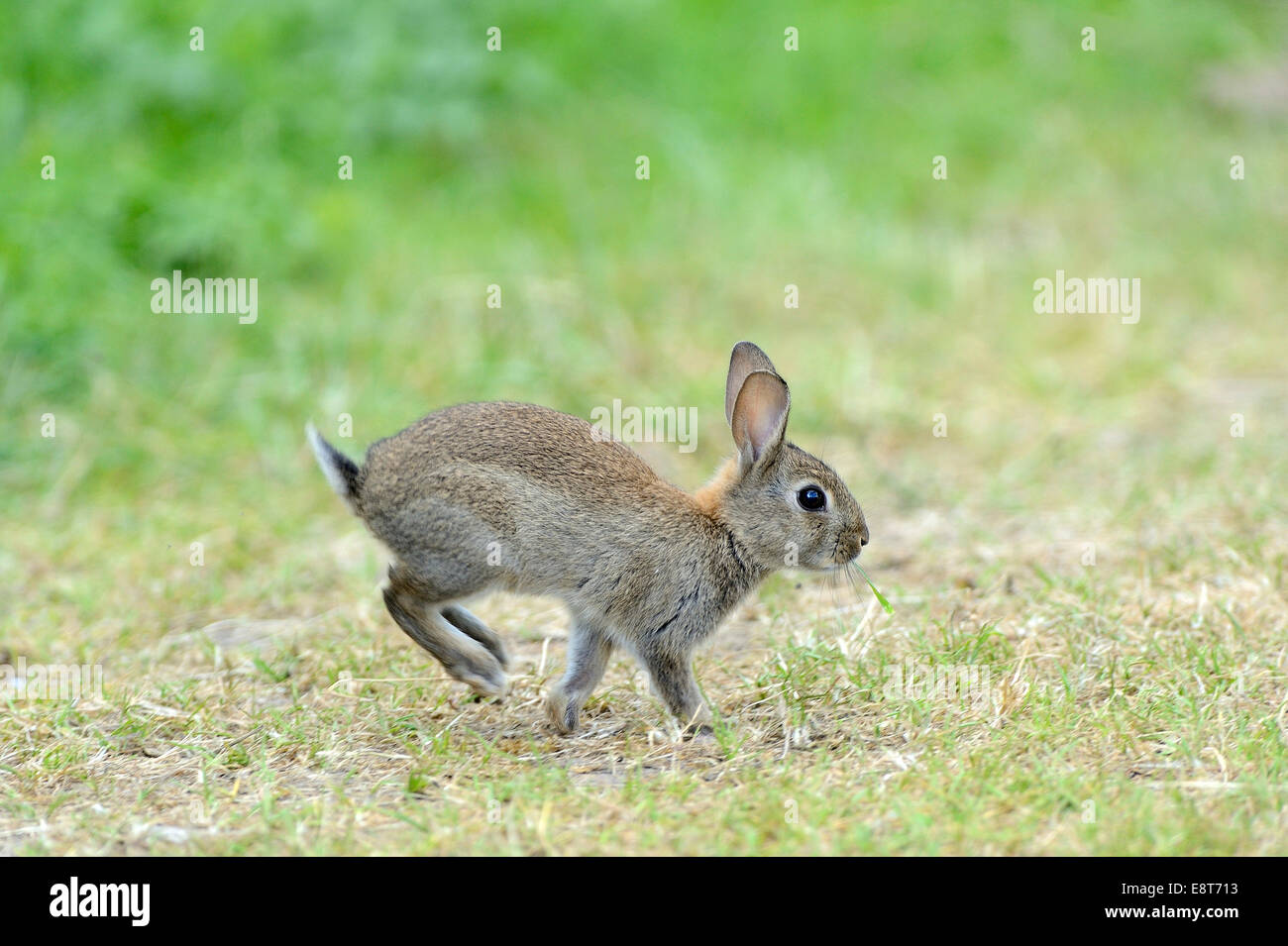 Hopping young European rabbit (Oryctolagus cuniculus), North Rhine-Westphalia, Germany Stock Photo