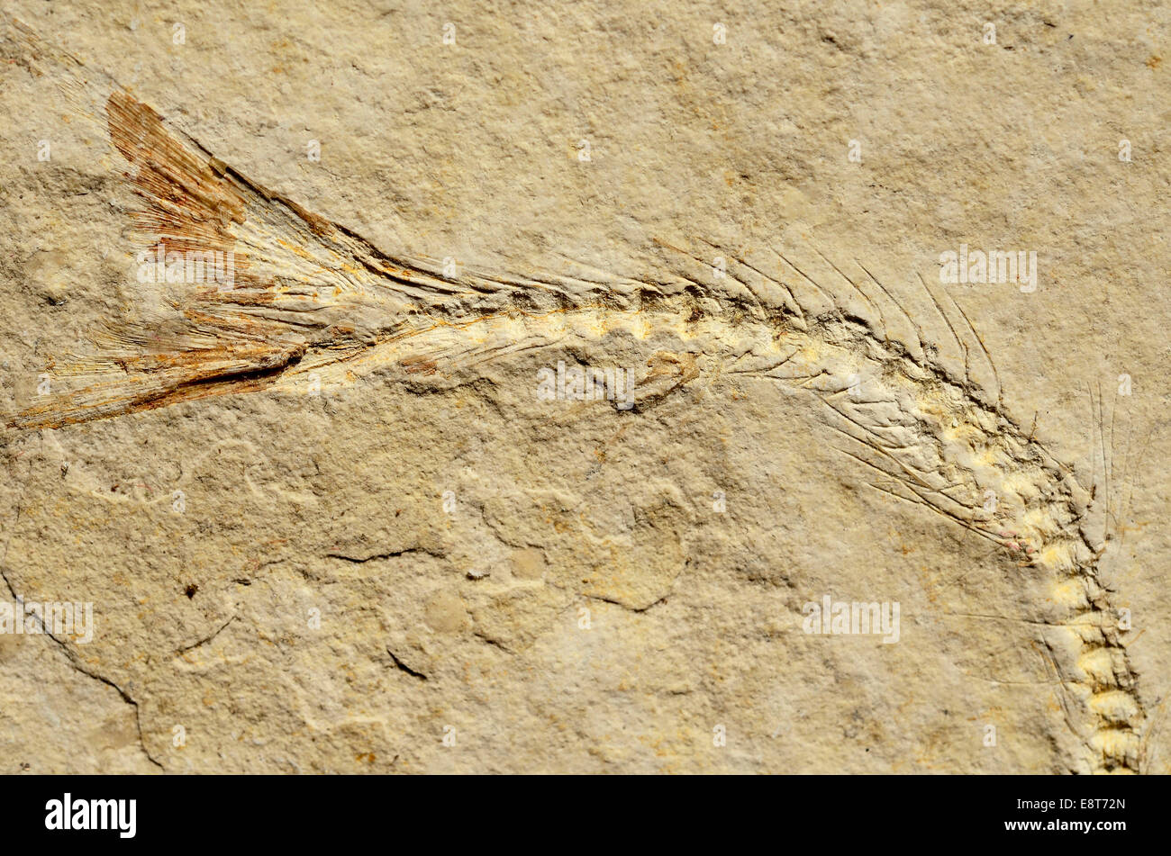 Fossil of a herring-related fish (Anaesthanion angustus), Upper Jurassic, around 150 million years Solnhofen Plattenkalk Stock Photo