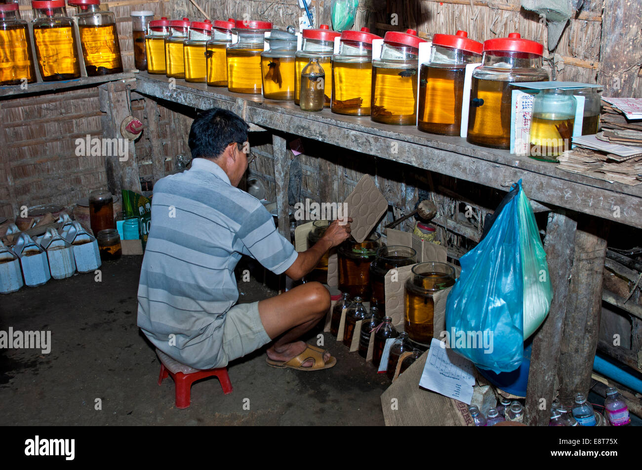 Inside a breeding farm for fighting fish, man placing cardboard dividers between the fish tanks to calm the fish, Battambang Stock Photo