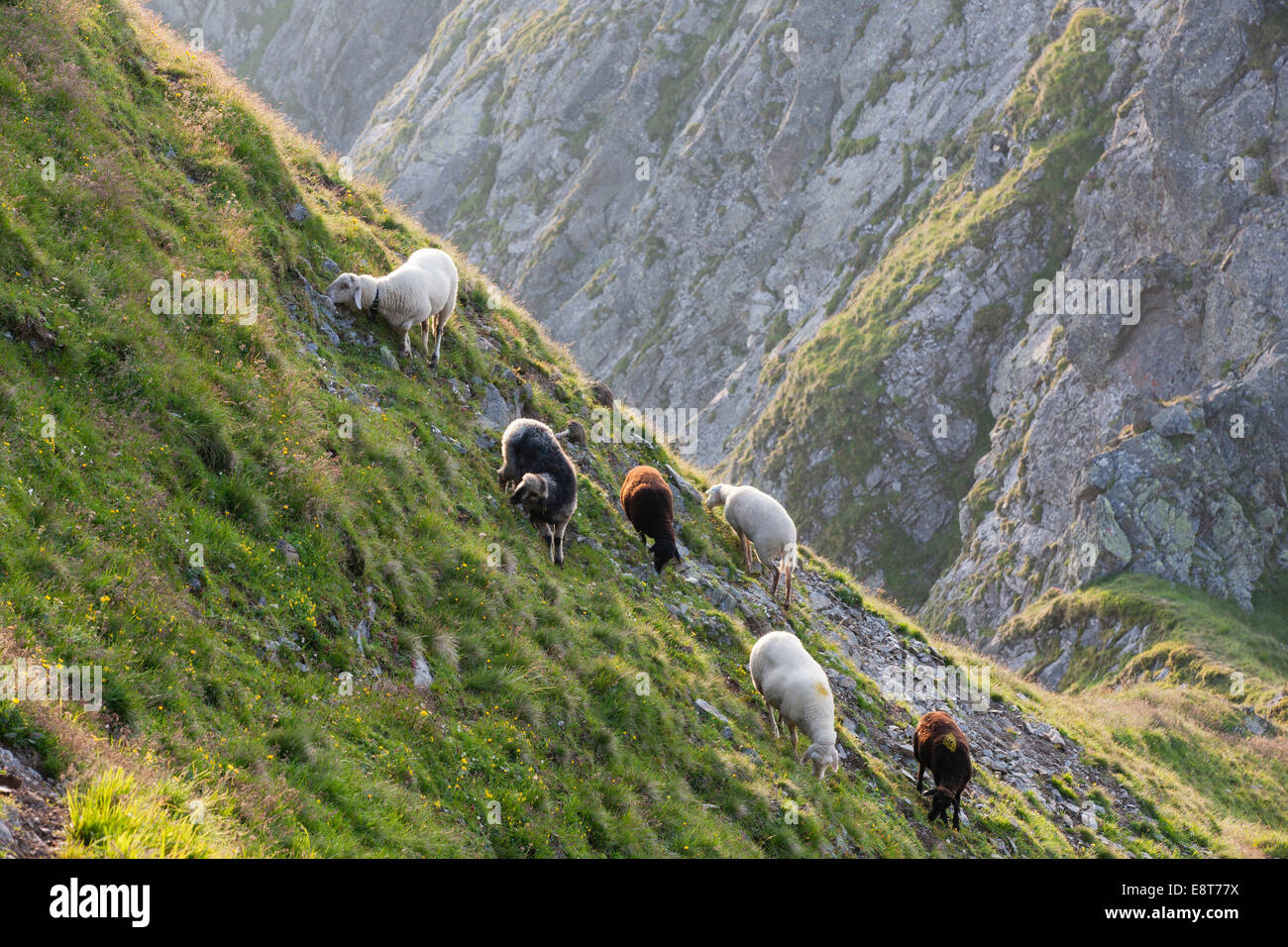 Sheep grazing on a steep slope of Kellerjoch, North Tyrol, Austria Stock  Photo - Alamy