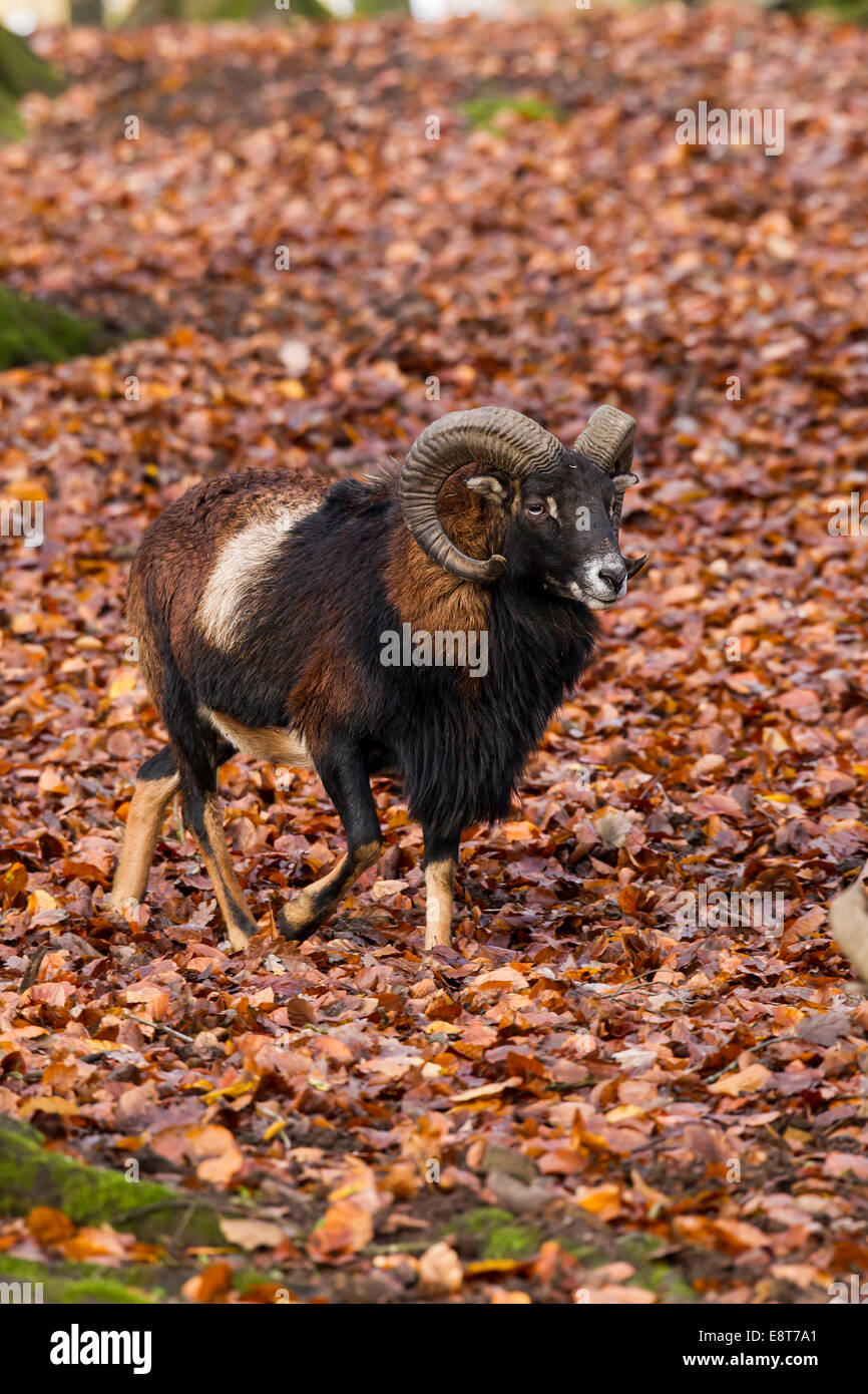 European Mouflon (Ovis orientalis musimon), Volcanic Eifel, Rhineland-Palatinate, Germany Stock Photo