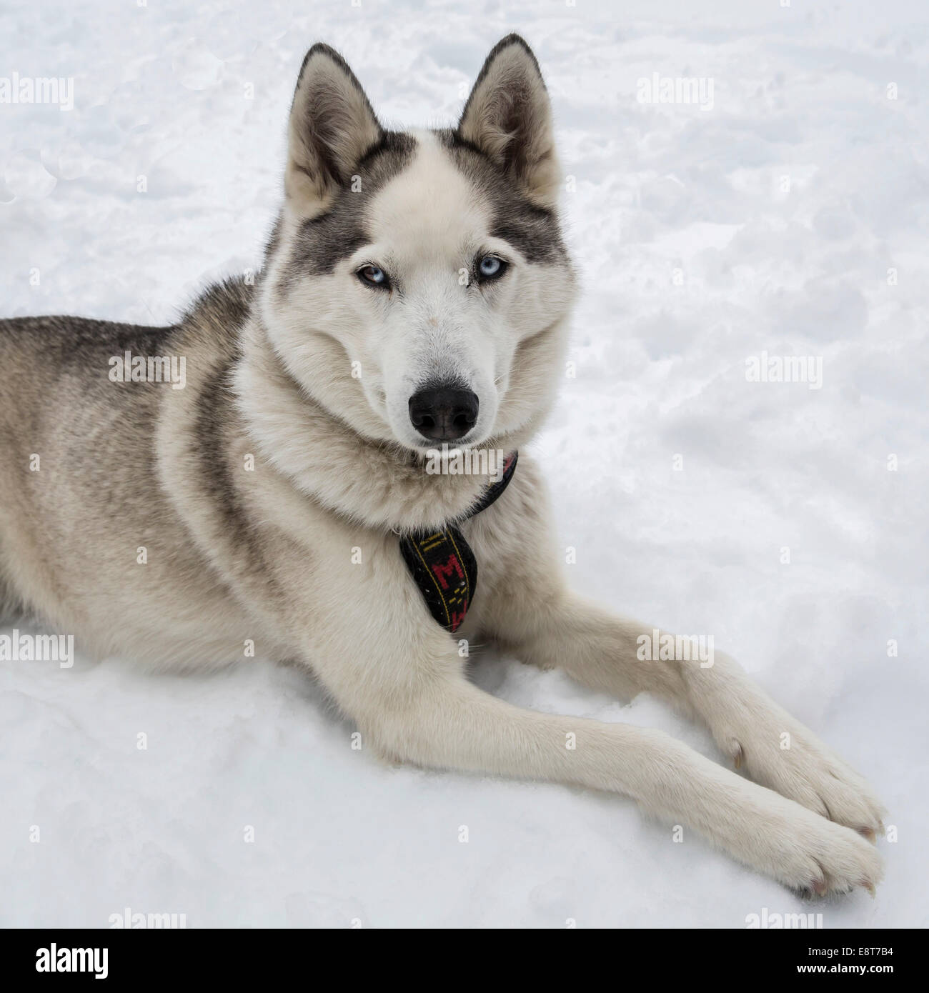 Attentive Husky Hi res Stock Photography And Images Alamy attentive-husky-hi-res-stock-photography-and-images-alamy