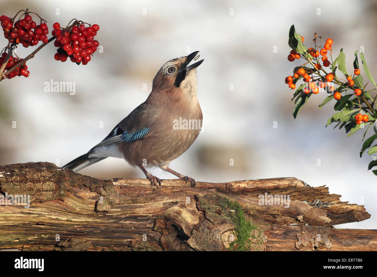 Throwing bird seeds hires stock photography and images Alamy