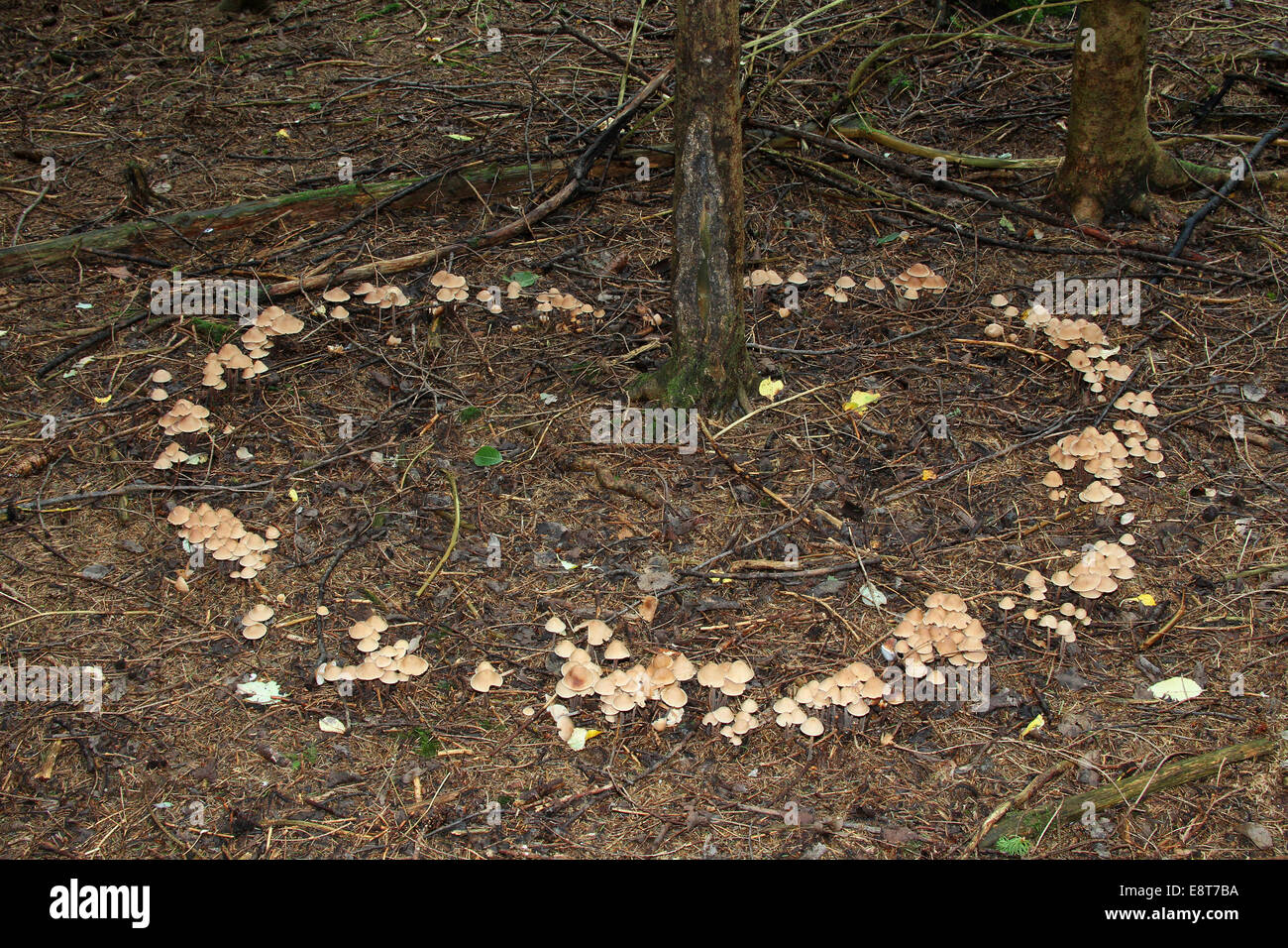 Collybia confluens mushrooms form a so-called fairy ring, Allgäu, Bavaria, Germany Stock Photo
