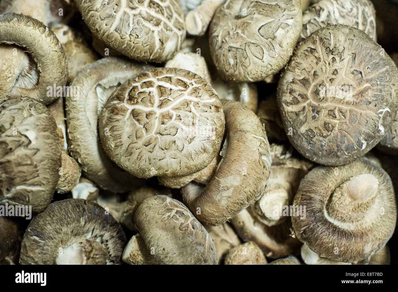 Scaly Tooth (Sarcodon imbricatus), edible mushrooms Stock Photo