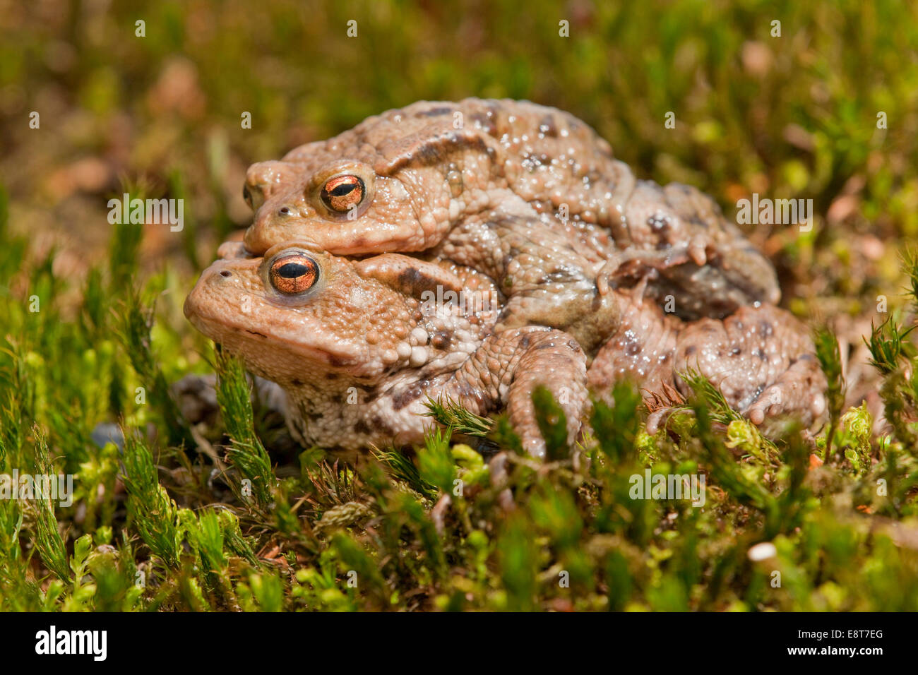 Common Toads (Bufo bufo), mating, male clasping a female, amplexus, Thuringia, Germany Stock Photo