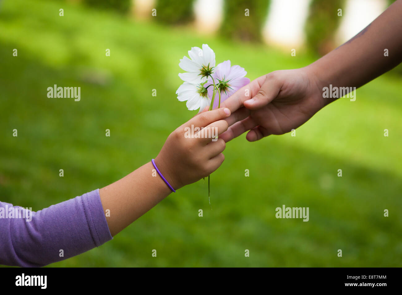 Child's hand giving flowers to her friend Stock Photo Alamy
